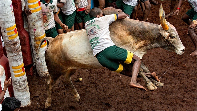 Boys playing Jallikattu