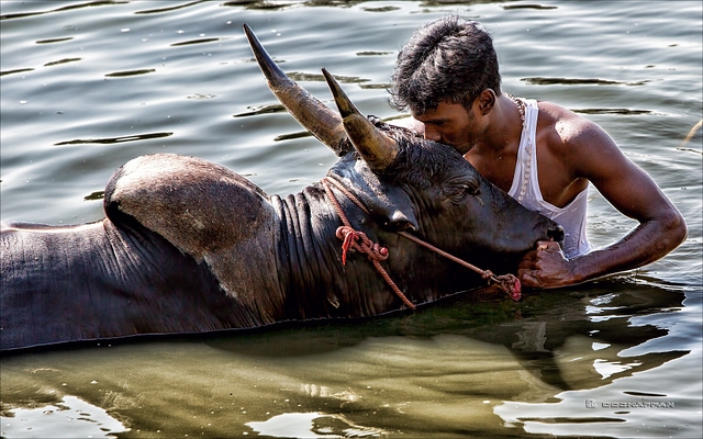 Affection. Tradition. Jallikattu.&nbsp;