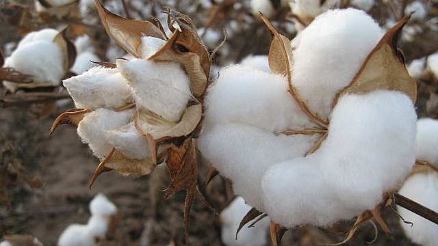 Cotton plant&nbsp;