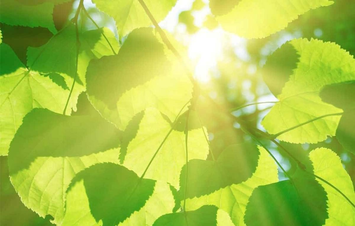 Hacking Photosynthesis