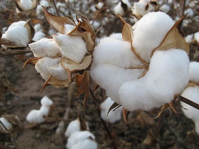 GMO Technologies And Various Realities