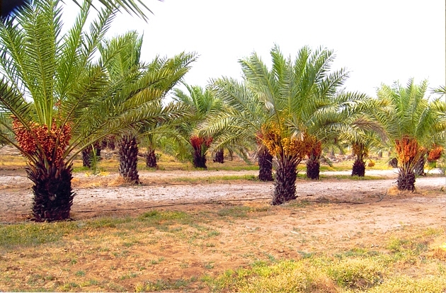 Making Businessmen Out Of Farmers - The Kutch Example 