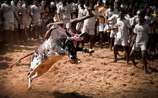 Animal Welfare Activists Are Wrong. Banning Jallikattu Will Endanger Many Native Livestock Breeds
