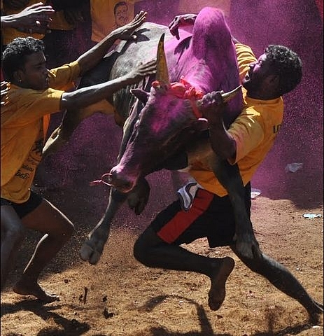 Animal Welfare Activists Are Wrong. Banning Jallikattu Will Endanger Many Native Livestock Breeds