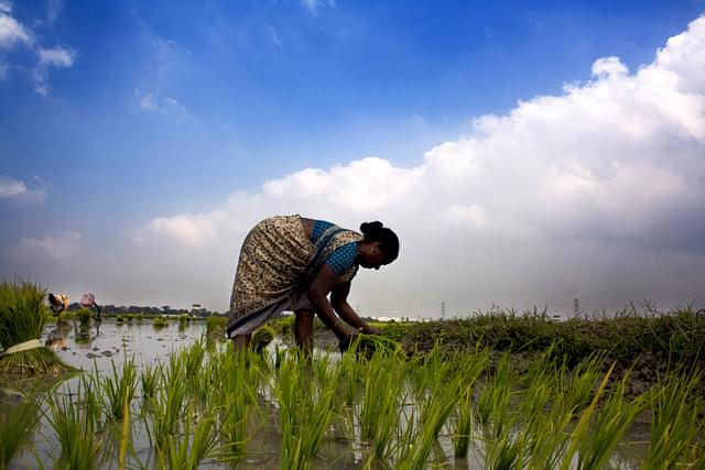 Food Security: Re-engineering Solutions for Sustainability