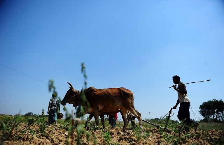 Traditional Agriculture/Getty Images