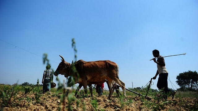 Traditional Agriculture