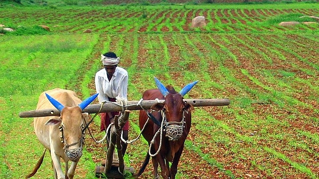 A farmer ploughing his field