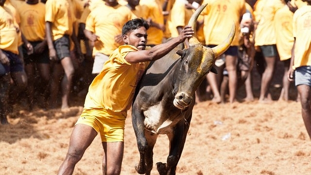 Jallikattu