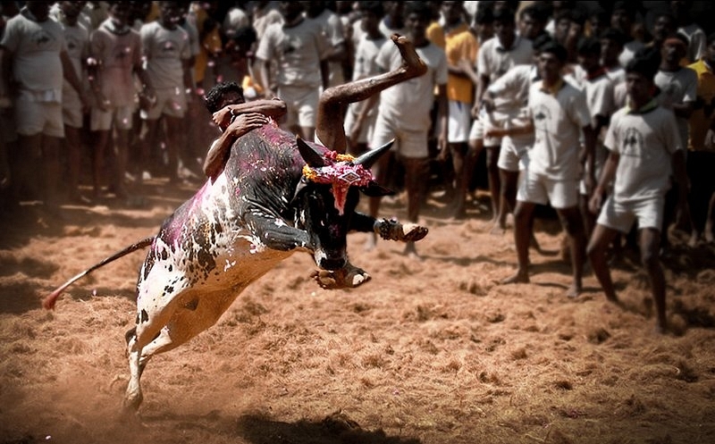 TN Government Grants Permission To Conduct Jallikattu In Three Places, In The Aftermath Of Statewide Protest