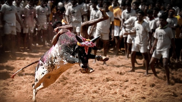 Jallikattu