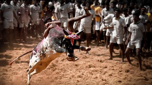 Jallikattu Shame: In India, You Don’t Need To Understand A Tradition. You Can Get It Banned Anyway.