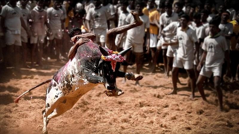  Jallikattu Shame: In India, You Don’t Need To Understand A Tradition. You Can Get It Banned Anyway.