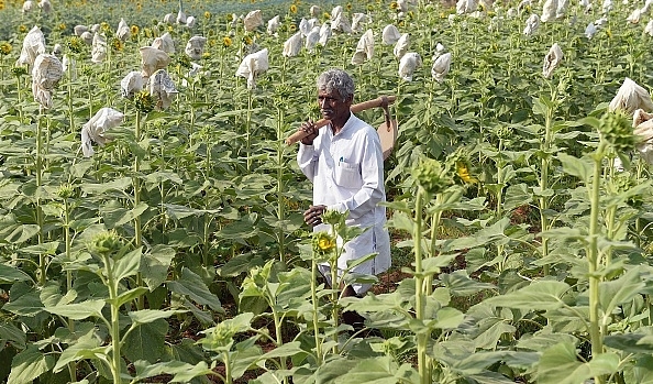 Farmer in field