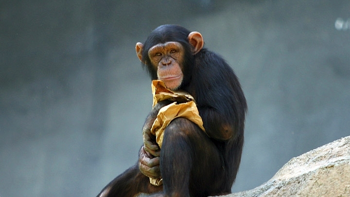 Chimp at Los Angeles Zoo [By Aaron Logan]