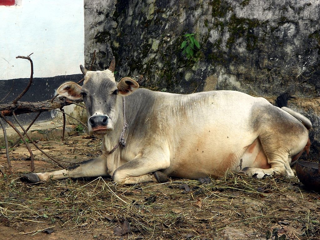 Easy To Mock Hindoos And Their Holy Cows, Difficult To Truly Revere Nature