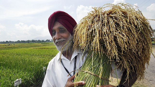 A scientists holds up a stalk of paddy (Image: AFP/Getty Images)