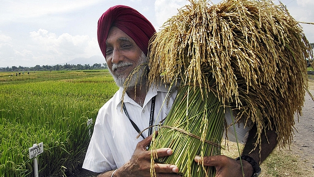 A scientist holds up a stalk of paddy (Image: AFP/Getty Images)