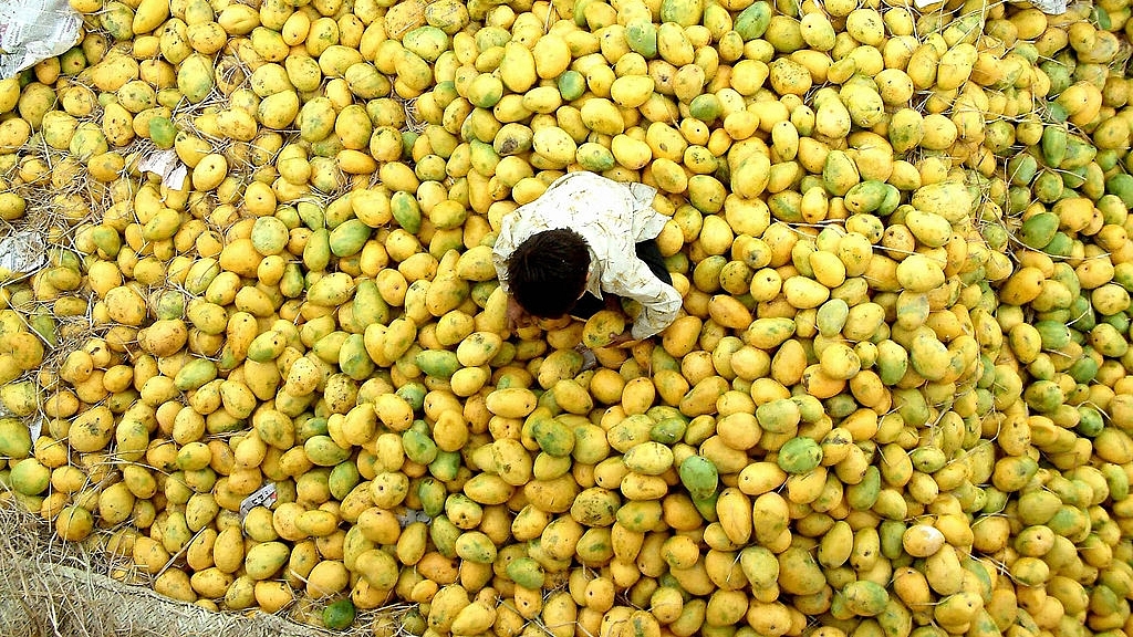 Mangoes in India (STR/AFP/Getty Images)