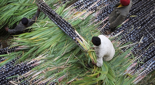 Sugar cane being transported. (Photo: Getty)