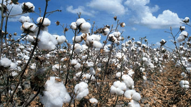 Bt cotton has raised our country’s production severalfold. In 2014-15, India

became the world’s second largest cotton producer, after China.