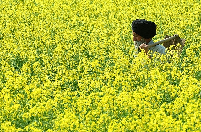 An Indian farmer walks through a mustard field in Baranvillage near Patiala.&nbsp; (STRDEL/AFP/GettyImages)