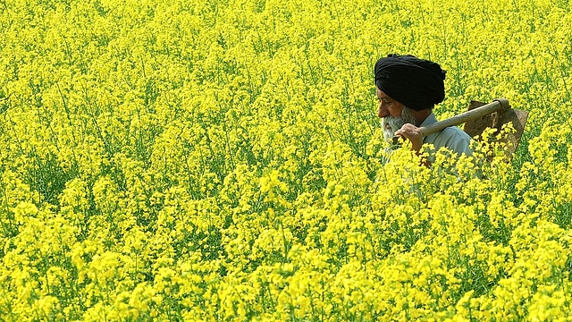 An Indian farmer walks through a mustard field in Baran
village near Patiala (STRDEL/AFP/Getty Images)