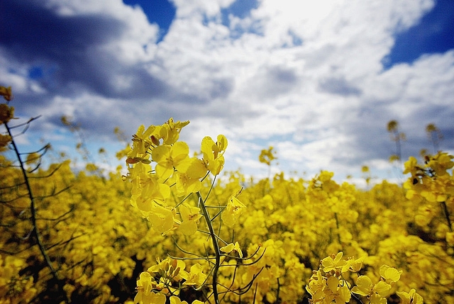 Environment Ministry vows to protect all types of genetically-engineered organisms. Photo credit: GettyImages