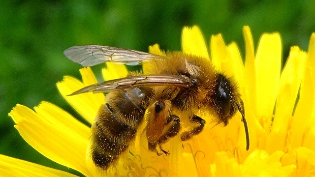 Honey bee on a dandelion (Orangeaurochs/Wikimedia Commons)&nbsp;