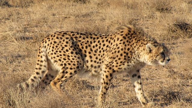 Male Asiatic cheetah (Behnam Ghorbani/Wikimedia Commons)