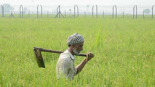 Indian farmer Babu walks with a shovel through his rice field near Amritsar, Punjab. (NARINDER NANU/AFP/Getty Images)