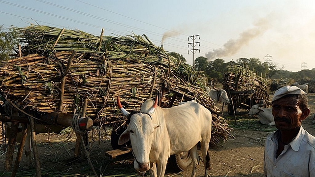 A farmer stands with bullock carts laden with sugarcane outside a sugar factory in Maharashtra. (PUNIT PARANJPE/AFP/Getty Images)