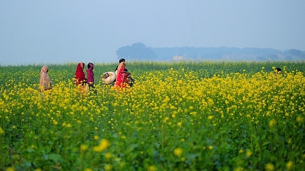 A mustard field