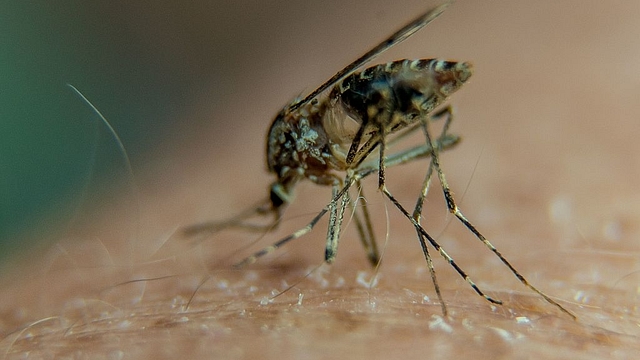 A mosquito
on a person’s arm. Mosquitoes are considered one of the most dangerous
creatures because of their ability to spread deadly diseases like
malaria, Zika, chikungunya or dengue fever. Photo credit: PHILIPPE
HUGUEN/AFP/GettyImages