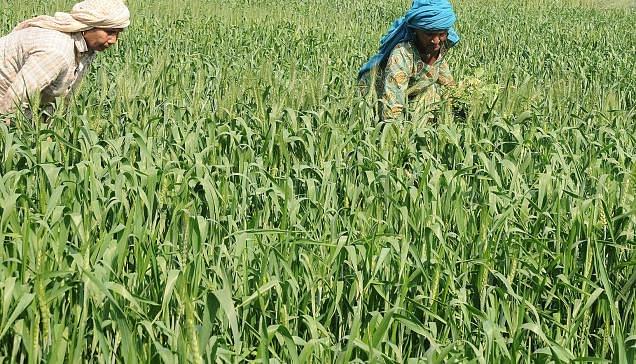 Rain shortfall May Hit Wheat
Crop In Himachal Pradesh