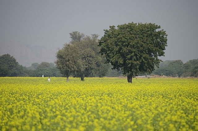 A farm in Ranakpuri, Rajasthan (Ana Raquel S. Hernandes/Wikimedia Commons)