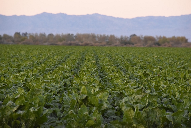 Crops in a field