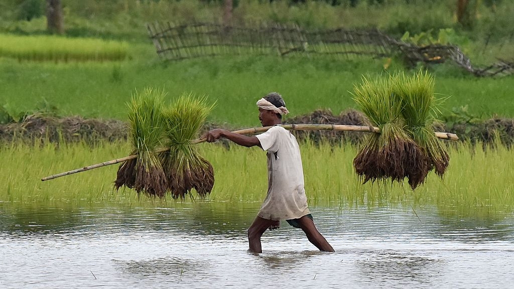 An Indian farmer carries paddy seedlings for planting in his agricultural field (BIJU BORO/AFP/Getty Images)