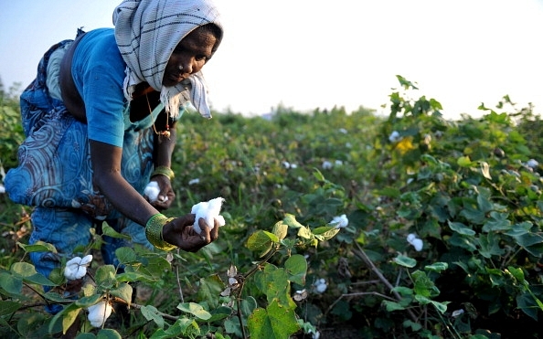 Indian labourer plucks cotton from bushes in fields. (NOAH SEELAM/AFP/Getty Images)&nbsp;