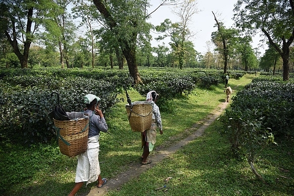 Tea plantation workers walk in a tea garden in Kaziranga, some 250km east of Guwahati. Photo credit: BIJU BORO/AFP/GettyImages