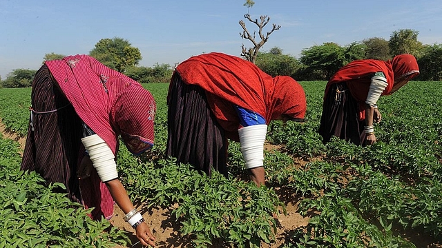 Rajasthan agriculture (SAM PANTHAKY/AFP/Getty Images)&nbsp;