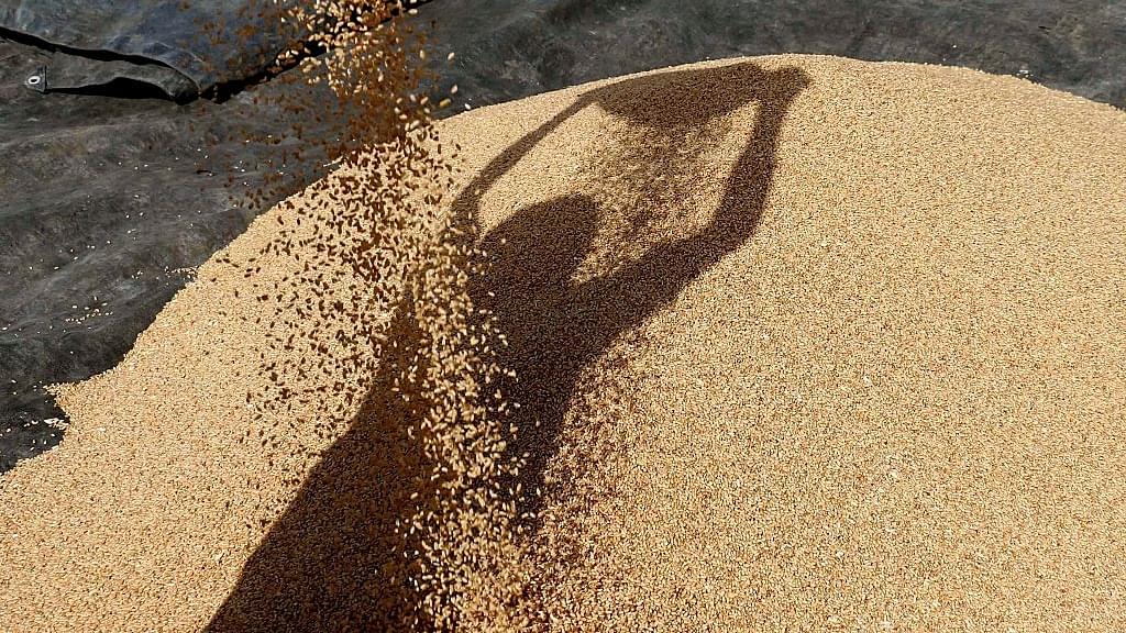 Wheat Procurement At MSP: Nearly Rs 50,000 Crore Transferred Directly Into Farmers' Bank Accounts So Far, Says Govt