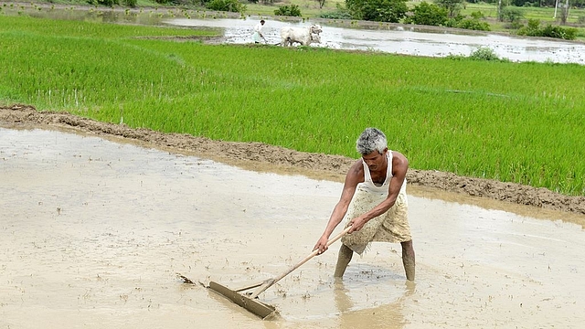 Agriculture in India (NOAH SEELAM/AFP/Getty Images)