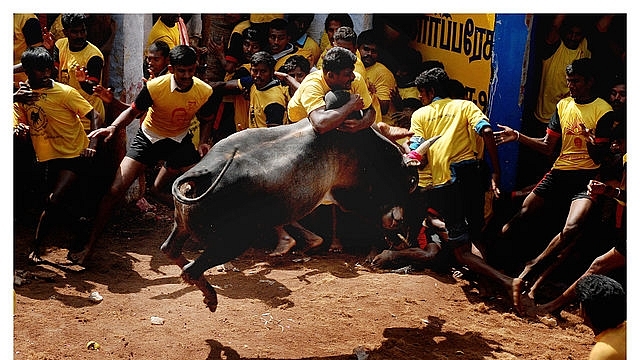 Jallikattu (Amshudhagar/Wikimedia Commons)