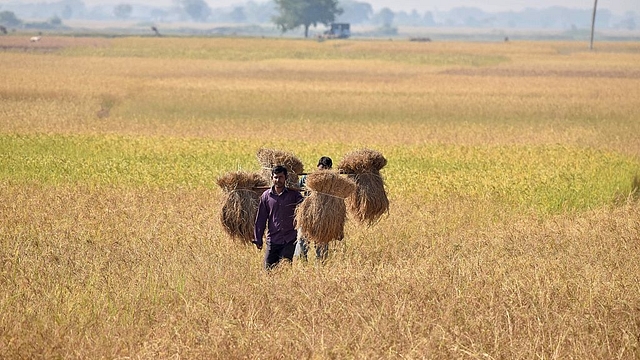 An Indian farmer carries rice seedlings from a paddy field near Guwahati. (BIJU BORO/AFP/Getty Images)