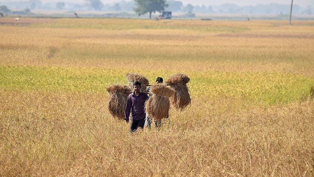 Rice And Shine: Non-Basmati Exporters To Get 5 Per Cent Benefit Under MEIS