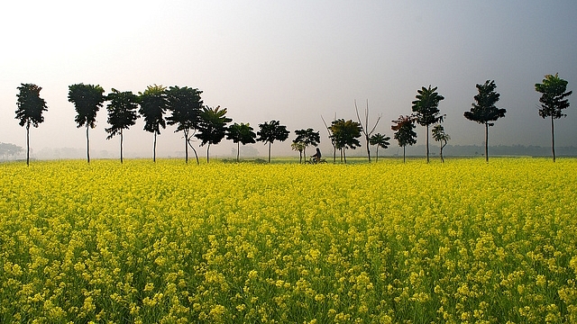 A mustard field in Ruppur village, Nadia district, West Bengal (Abhijit Kar Gupta/Flickr)