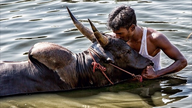 A Jallikattu bull&nbsp;