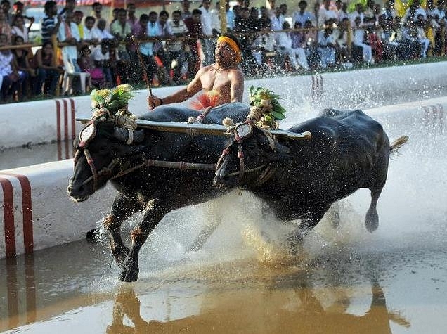 Reclaiming Folk
Traditions: After TN’s Jallikattu Success, Karnataka Looks To Pave Legal Way
For Kambala