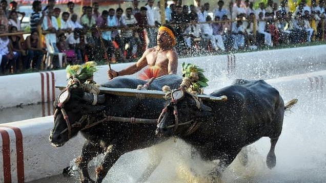 Reclaiming Hindu Traditions: Karnataka Passes Bill To Legalise Kambala
